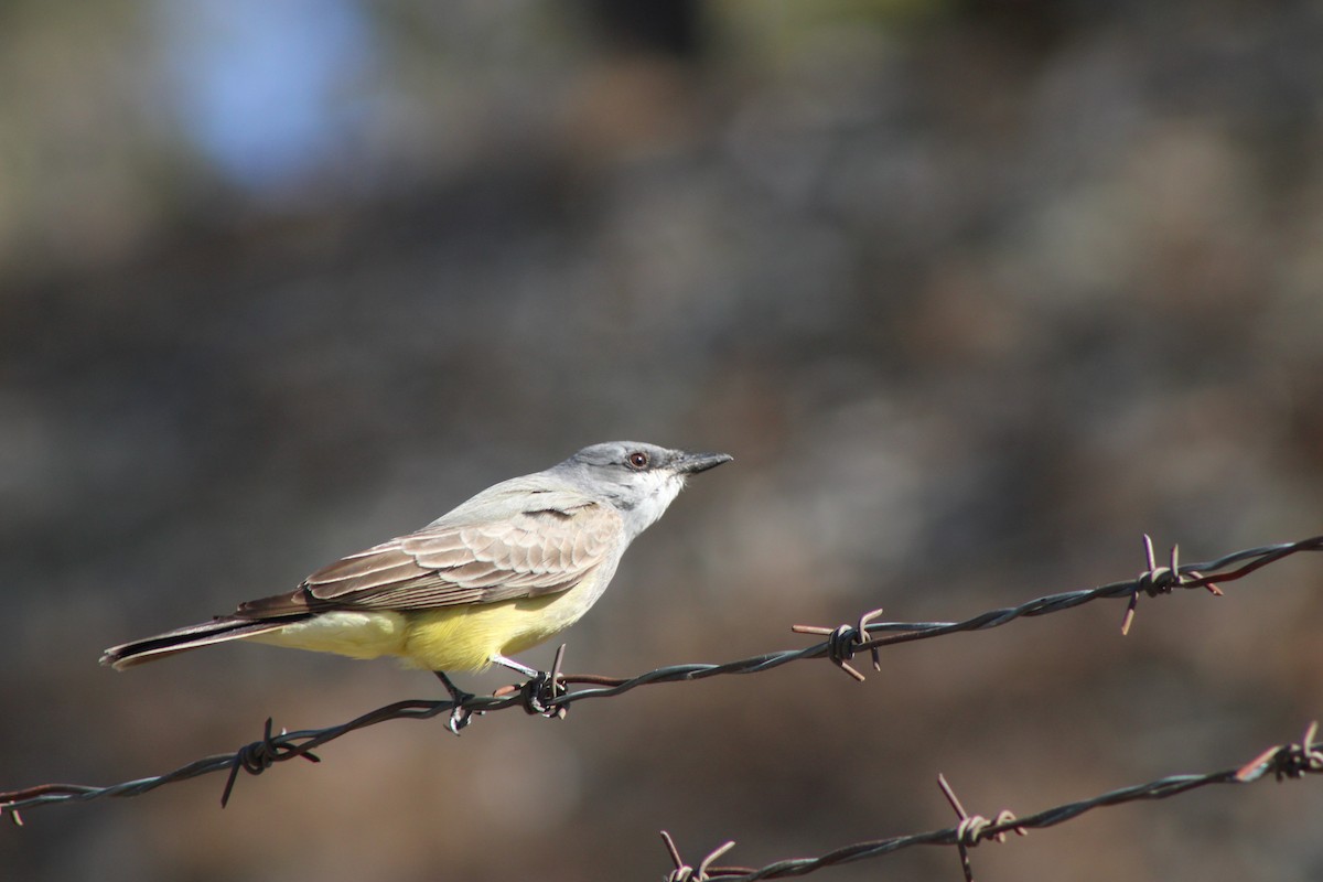 Cassin's Kingbird - ML620263377