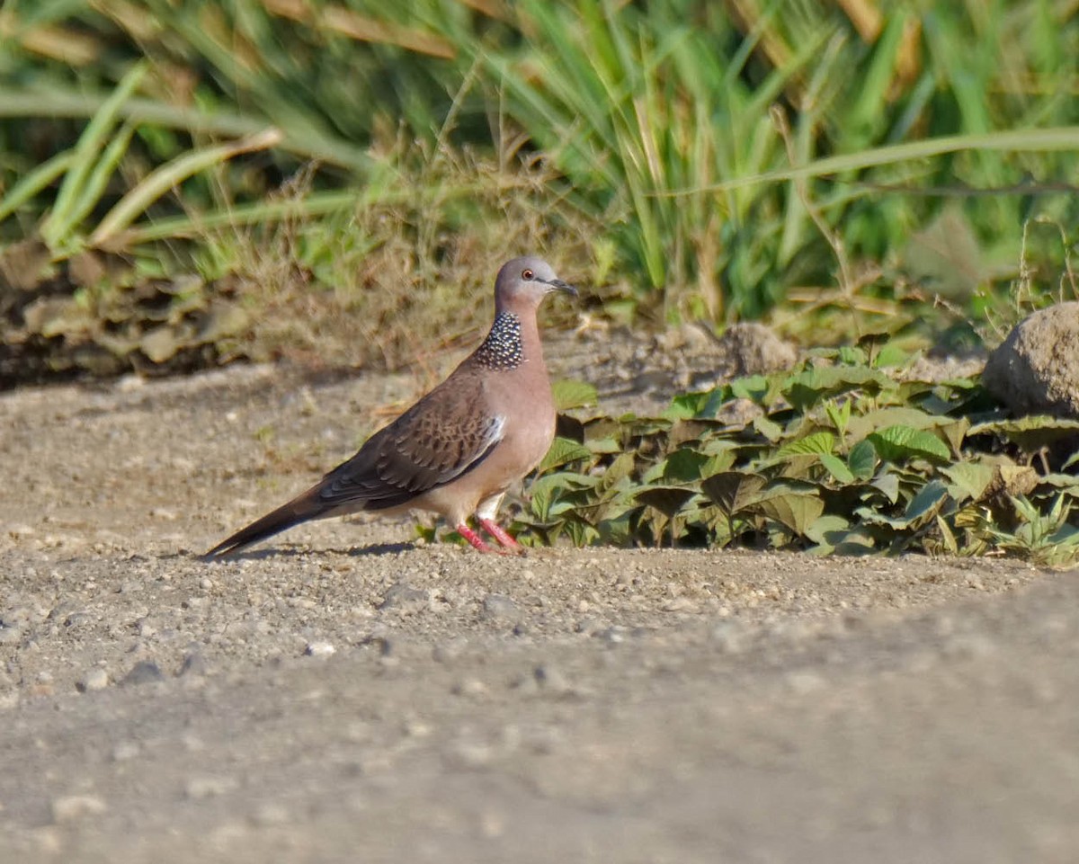 Spotted Dove (Eastern) - ML620263380