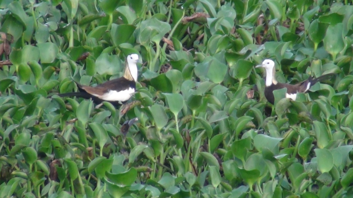 Jacana à longue queue - ML620263385