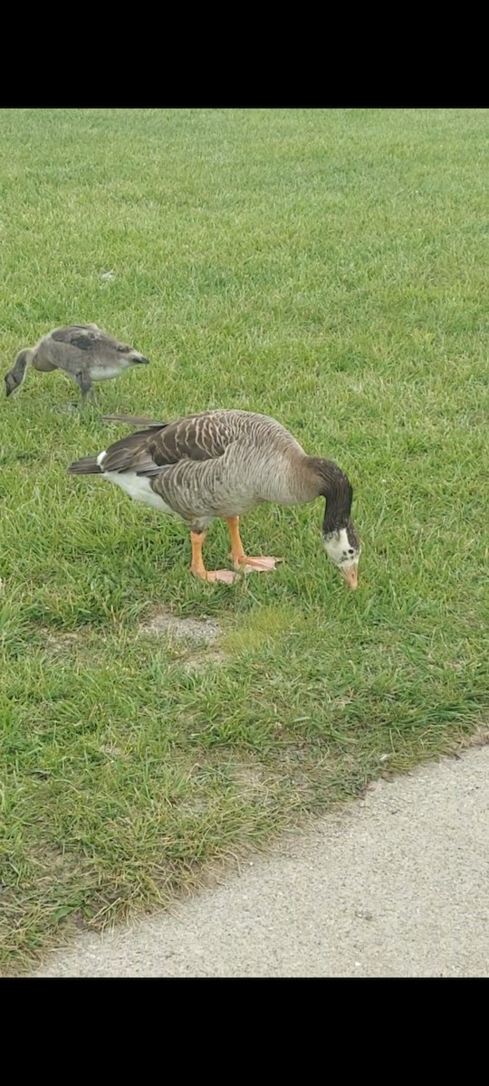 Graylag x Canada Goose (hybrid) - ML620263386