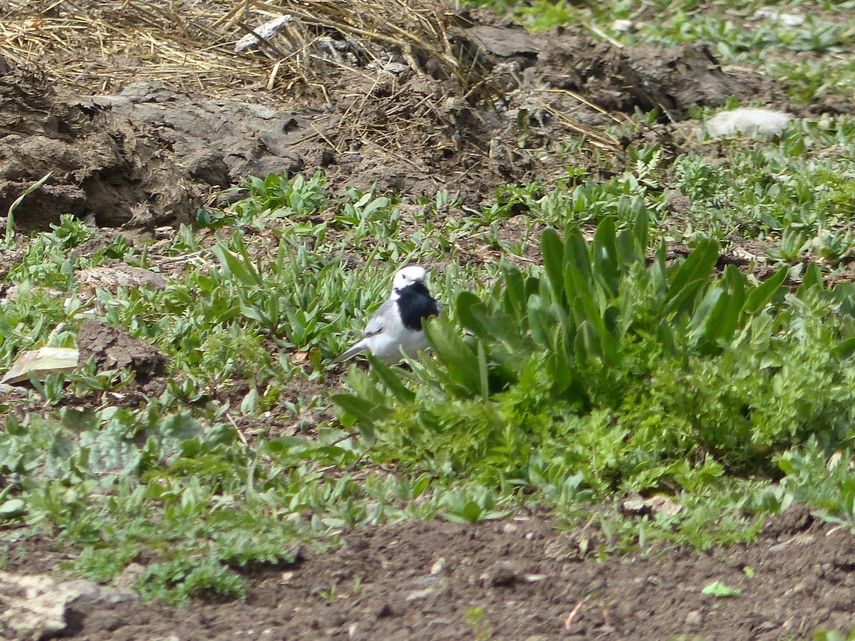 White Wagtail (White-faced) - ML620263388