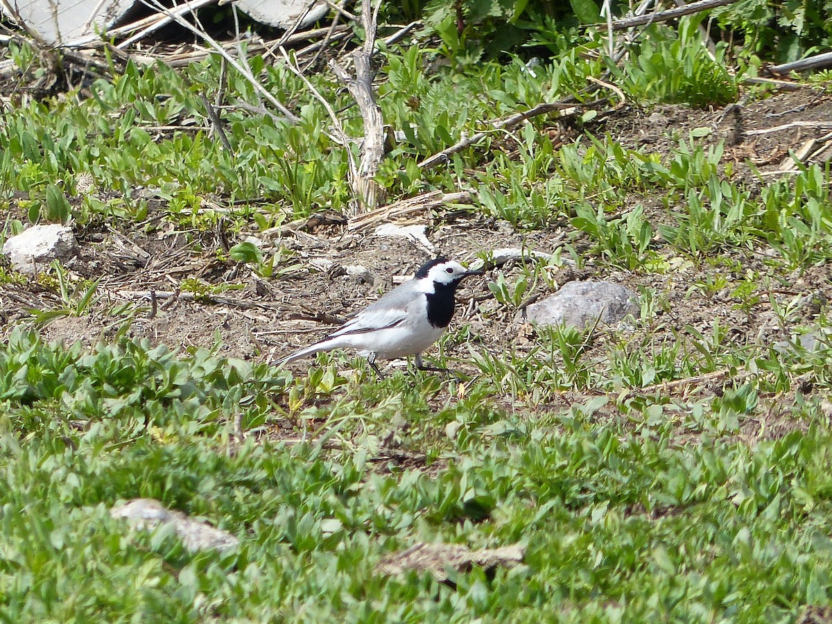 White Wagtail (White-faced) - ML620263389