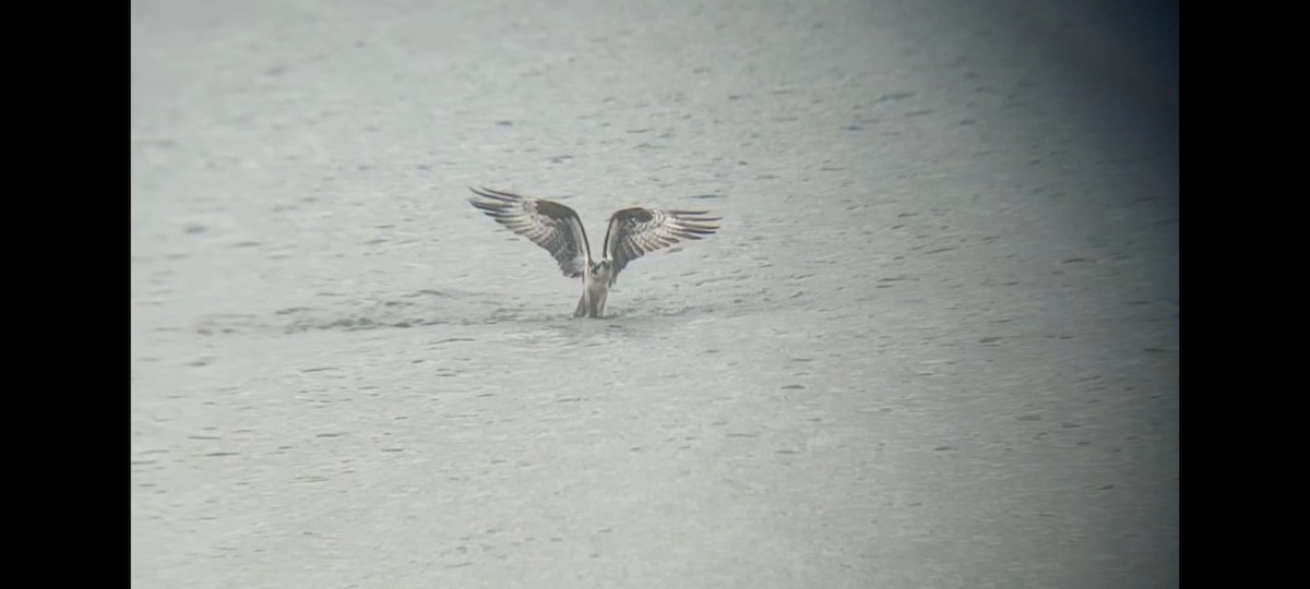 Osprey (carolinensis) - ML620263390