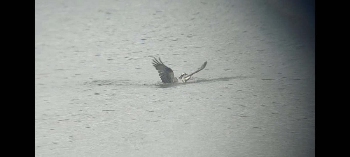 Osprey (carolinensis) - ML620263391