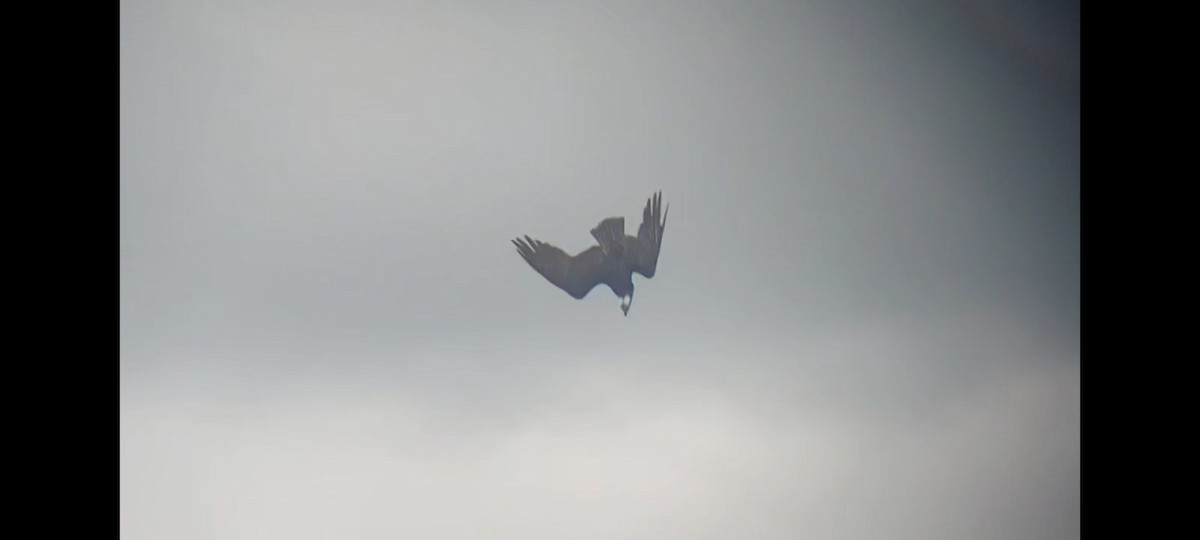 Osprey (carolinensis) - ML620263392