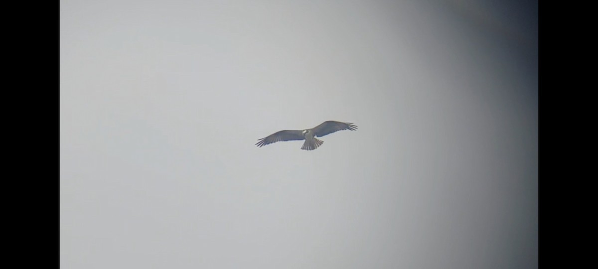 Osprey (carolinensis) - ML620263393