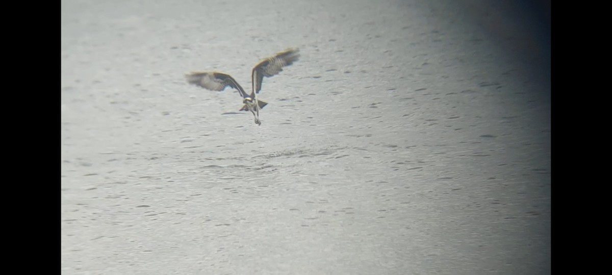 Osprey (carolinensis) - ML620263394