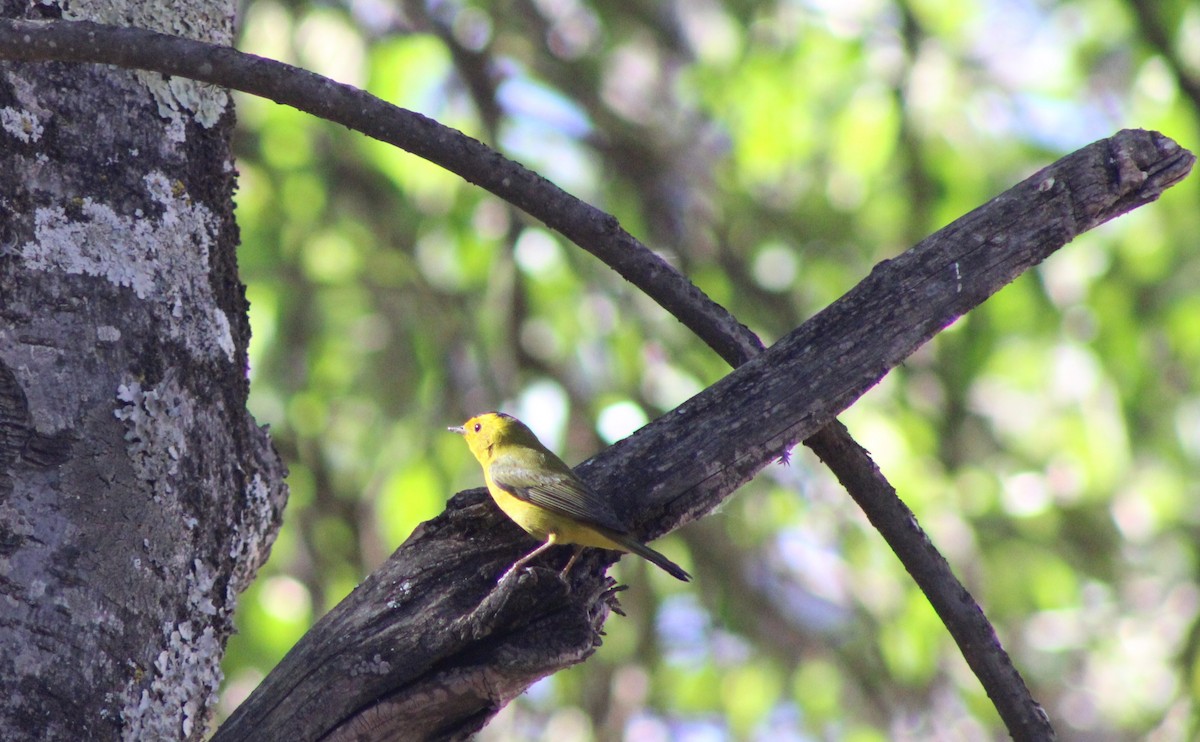 Wilson's Warbler - ML620263396