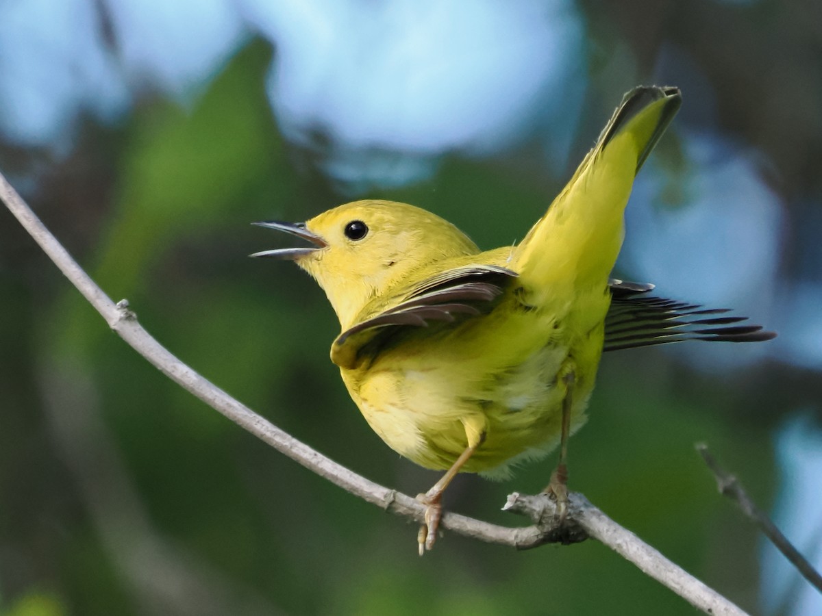 Yellow Warbler - John Felton