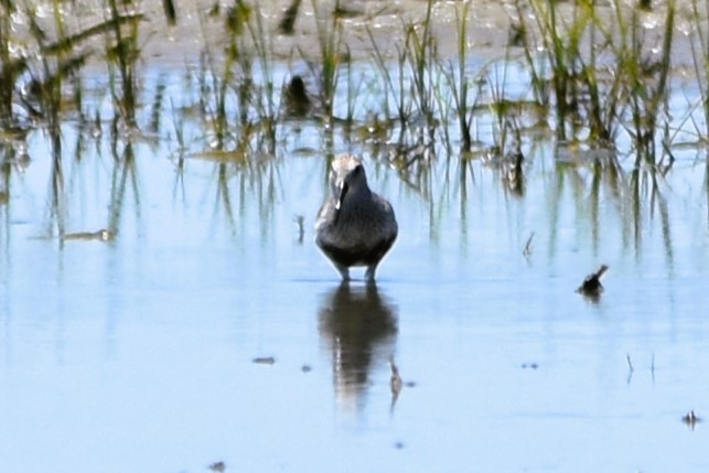 Dunlin - ML620263400