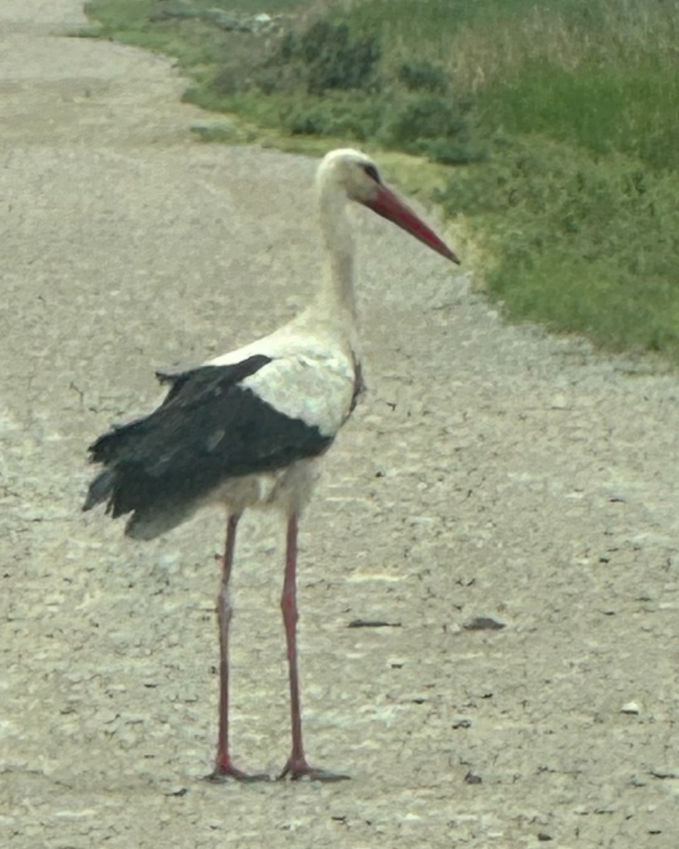 White Stork - ML620263408