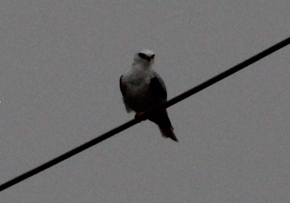 White-tailed Kite - ML620263409