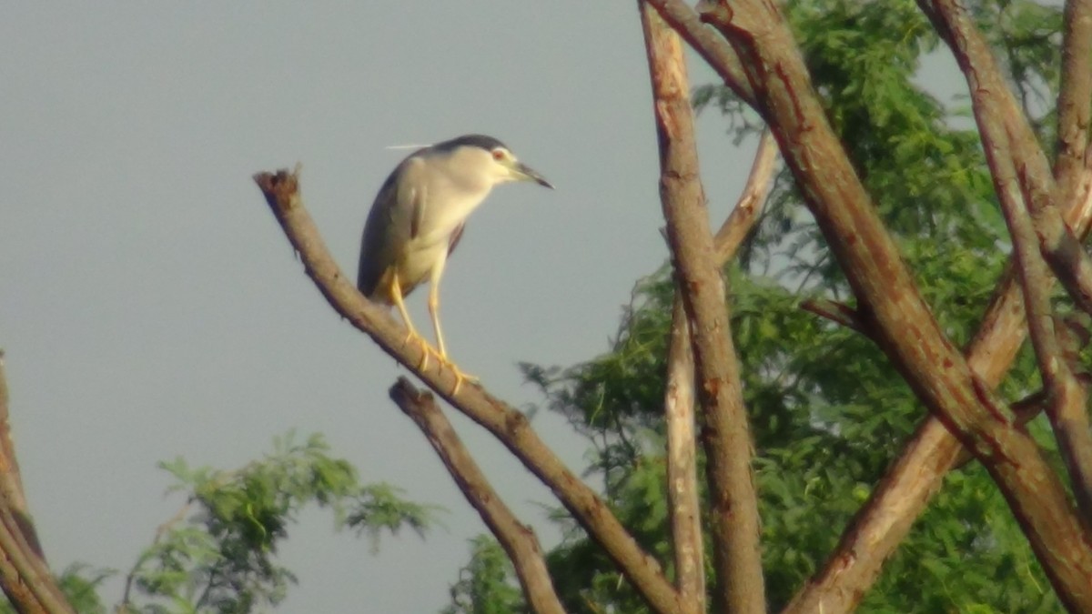 Black-crowned Night Heron - ML620263420