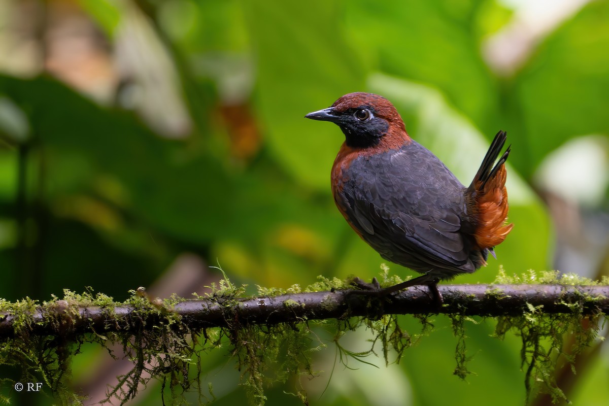 Rufous-breasted Antthrush - ML620263427