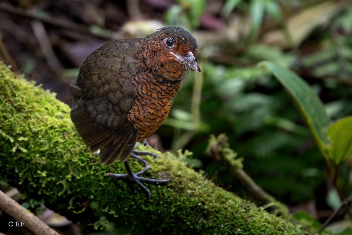 Giant Antpitta - ML620263433