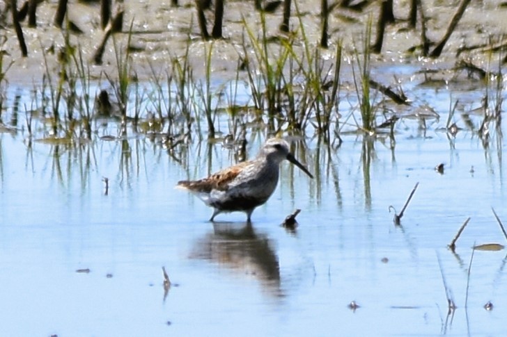 Dunlin - ML620263434