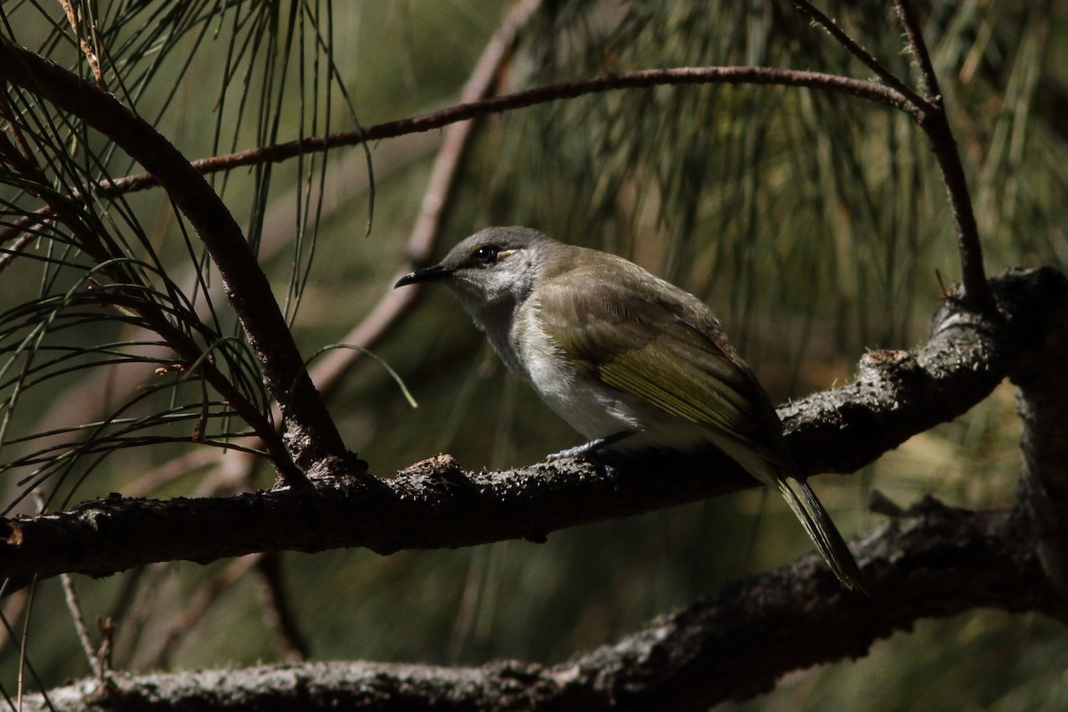 Brown Honeyeater - ML620263435