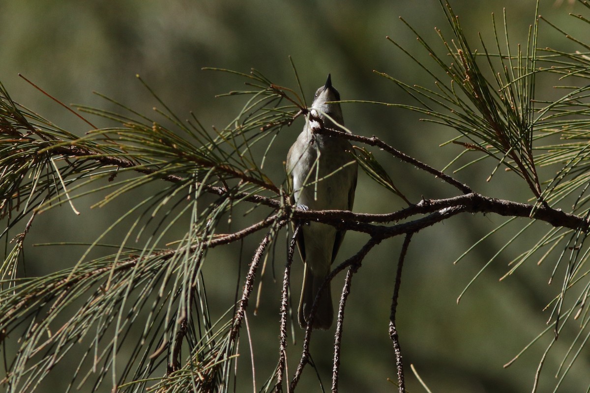 Brown Honeyeater - ML620263436