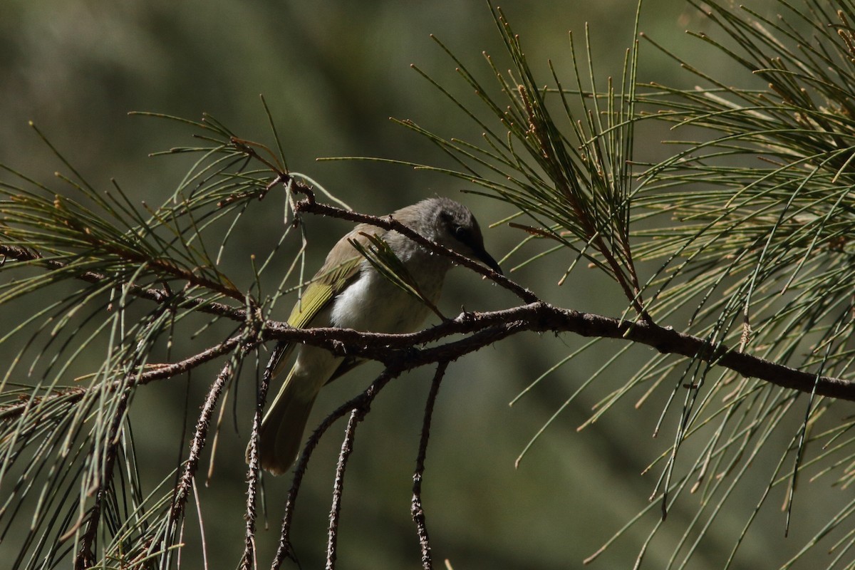 Brown Honeyeater - ML620263438