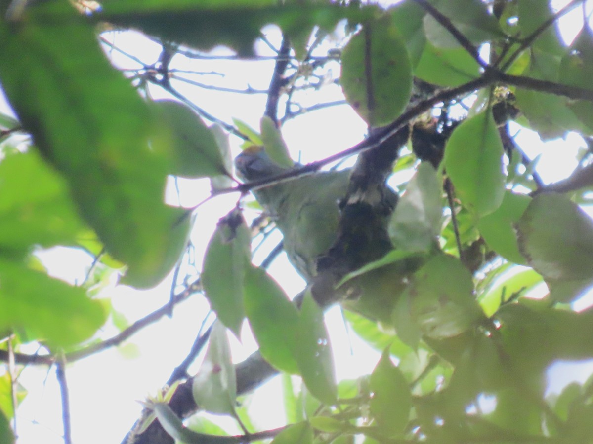 Blue-cheeked Parrot - Hugo Foxonet