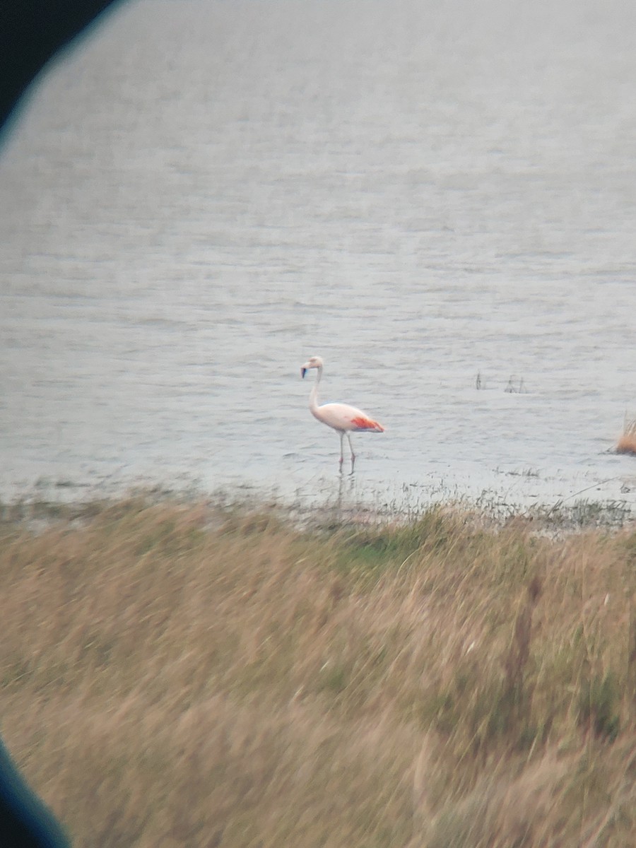 Chilean Flamingo - ML620263453