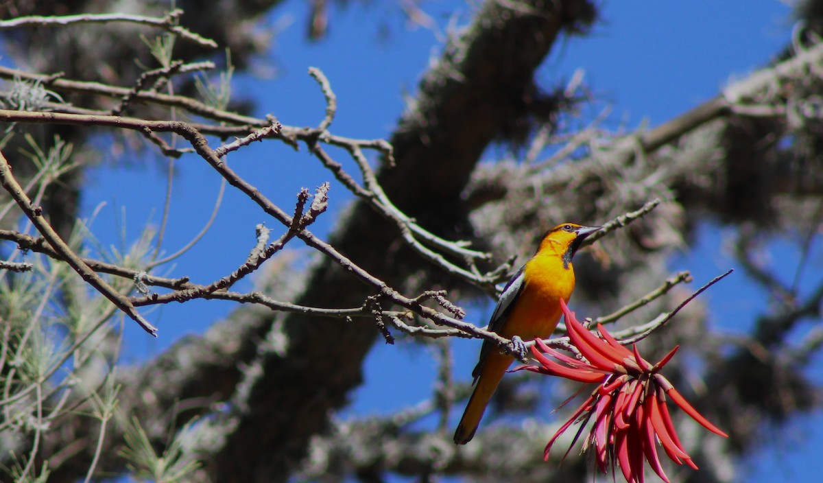 Bullock's Oriole - ML620263454