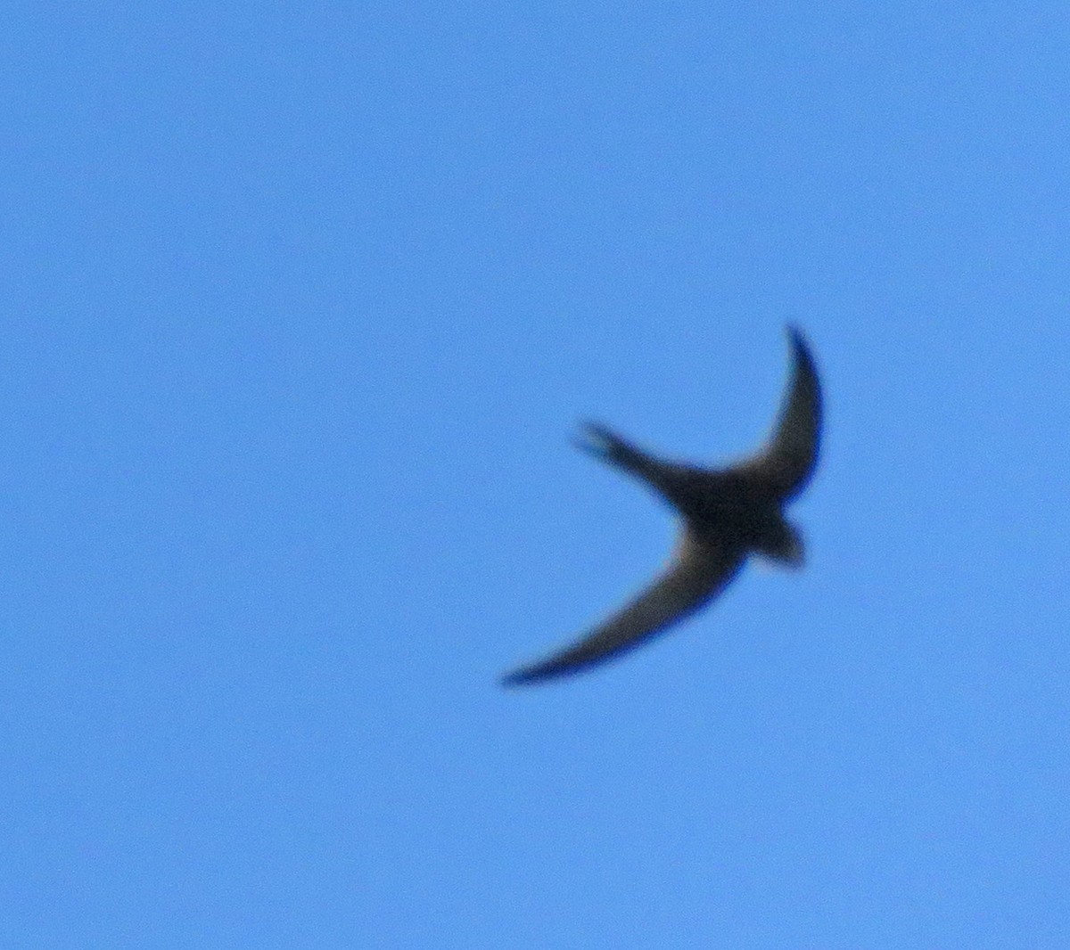 Common Swift - Joe Hanfman