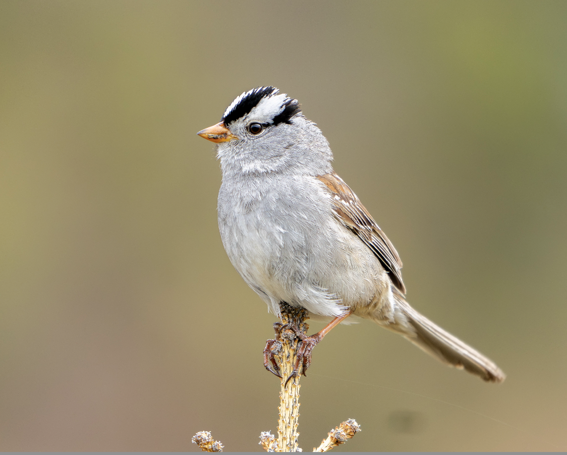 White-crowned Sparrow - ML620263456