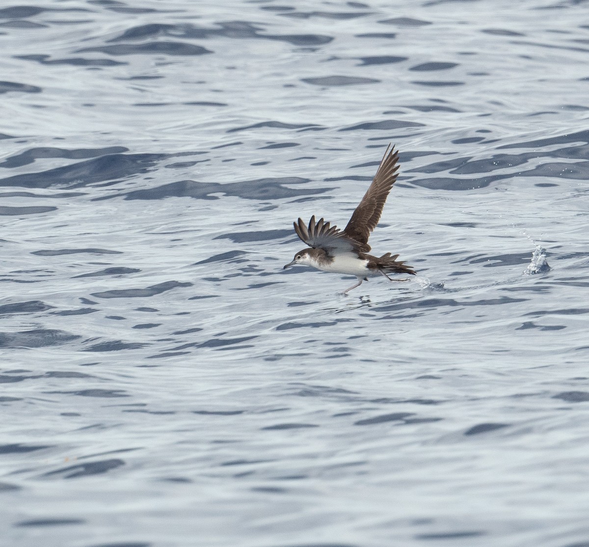 Audubon's Shearwater - ML620263466