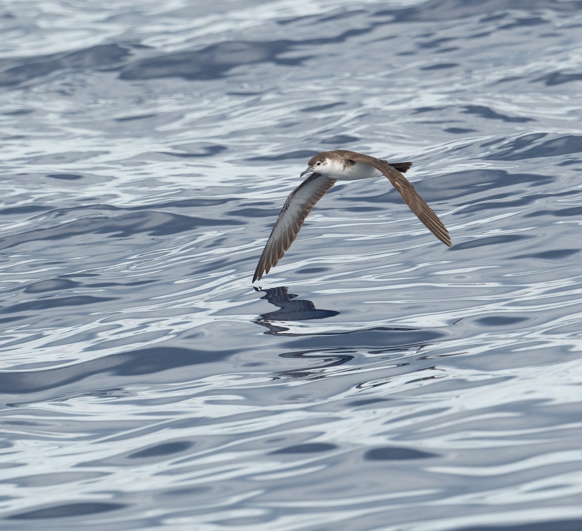 Audubon's Shearwater - ML620263467