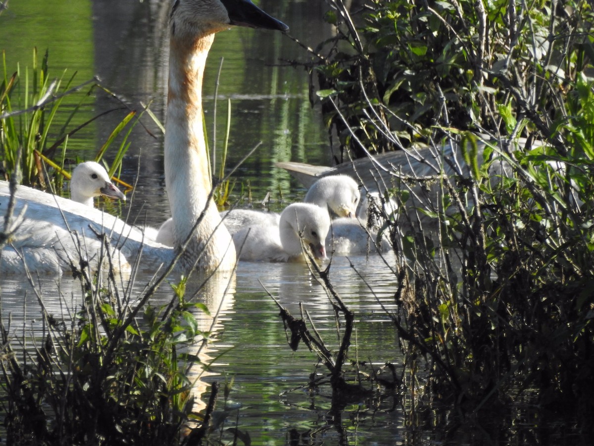 Cygne trompette - ML620263469