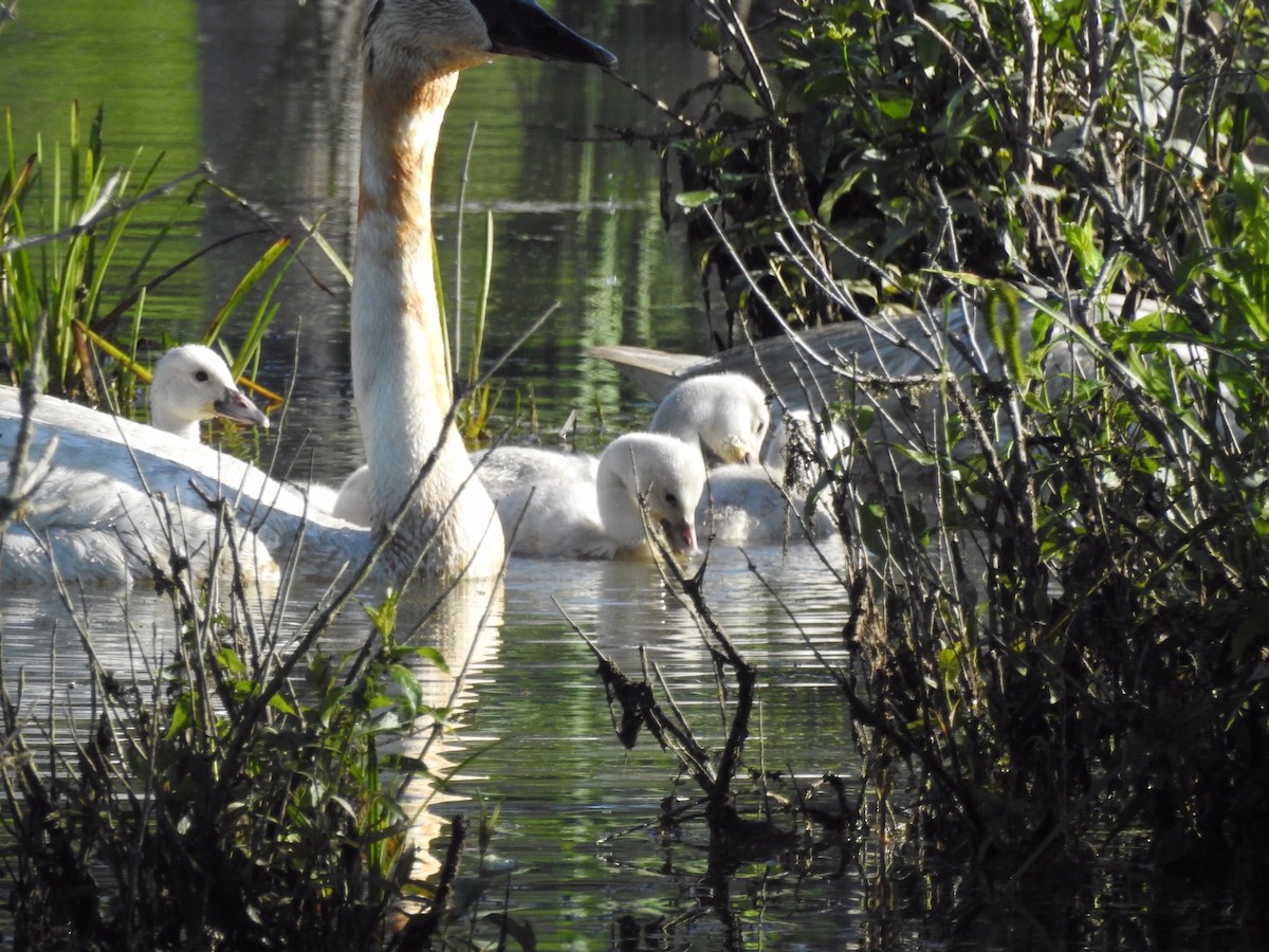 Cisne Trompetero - ML620263469