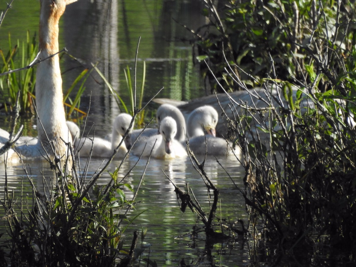 Trumpeter Swan - ML620263470