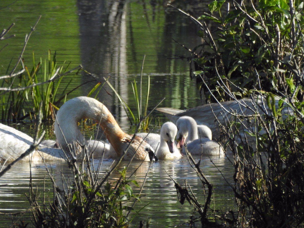 Cisne Trompetero - ML620263471