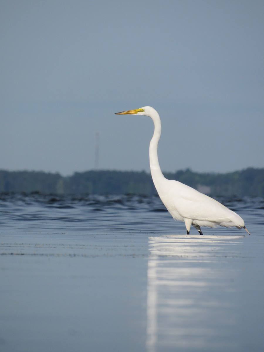 Great Egret - ML620263473