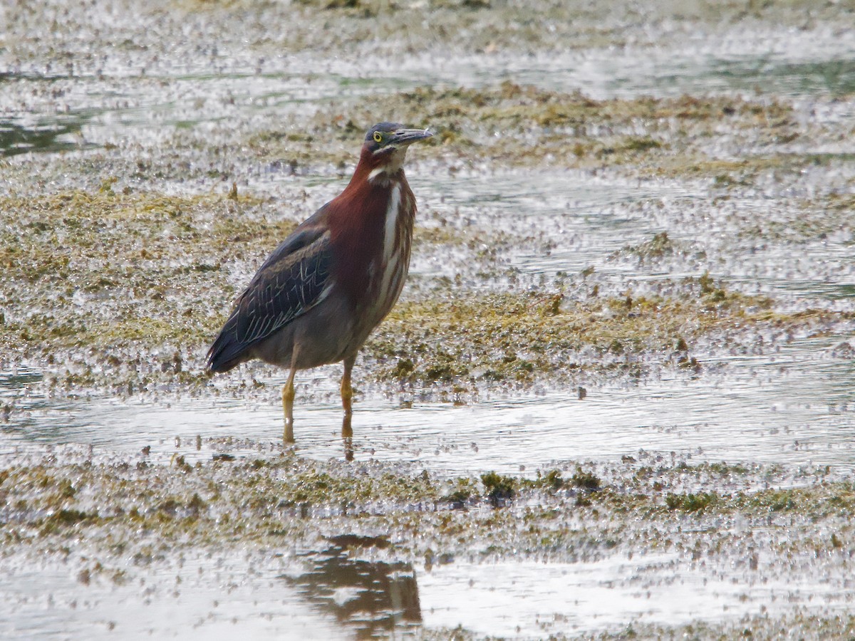 Green Heron - ML620263474