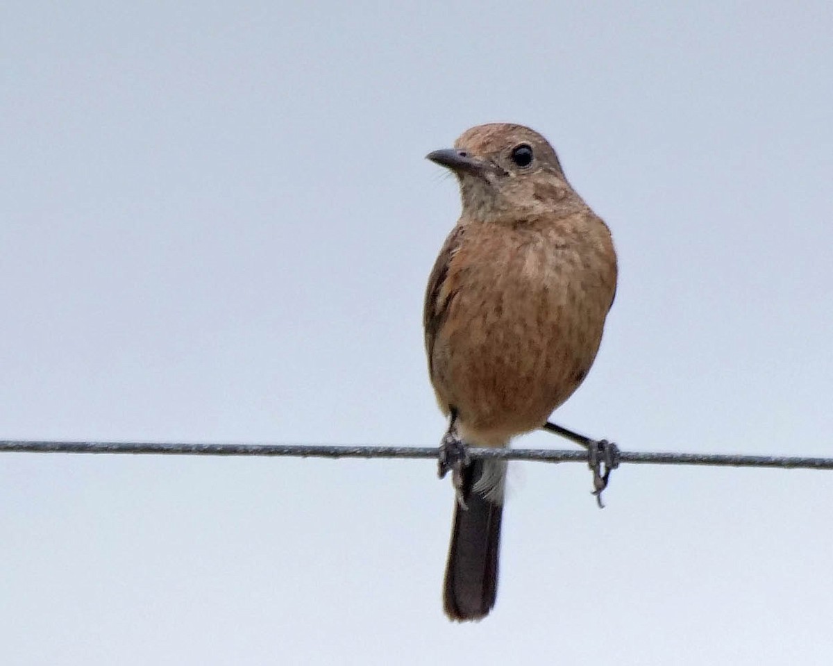 Pied Bushchat - ML620263478