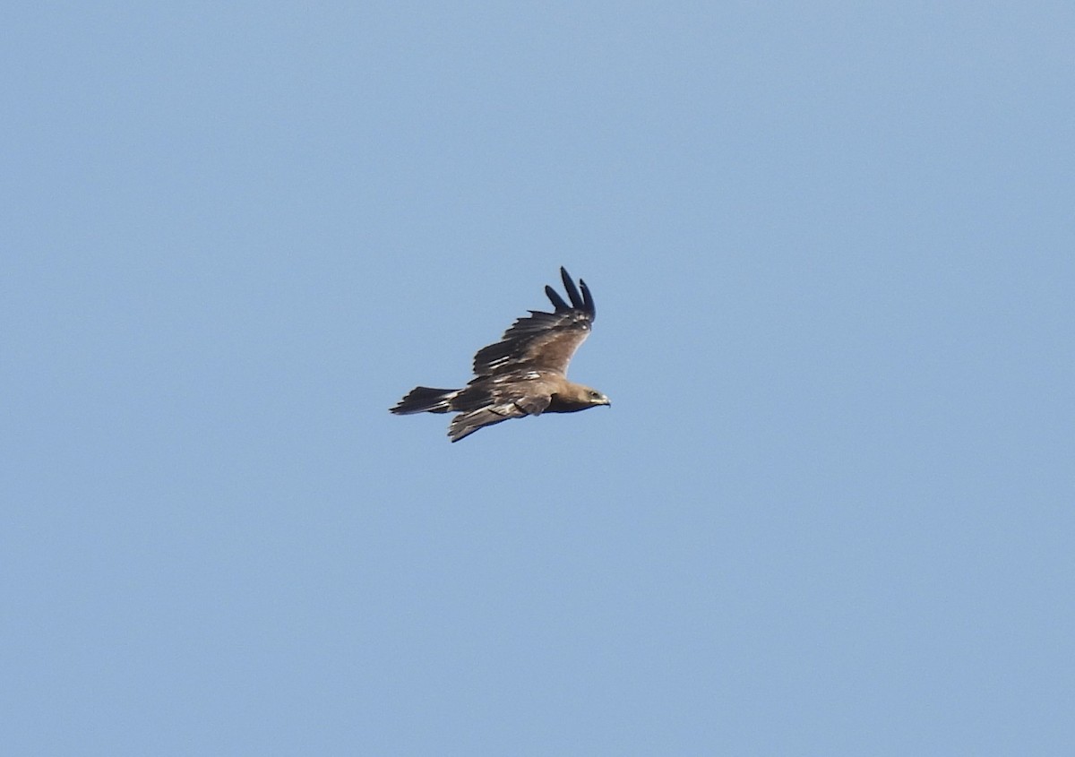 Águila India - ML620263488