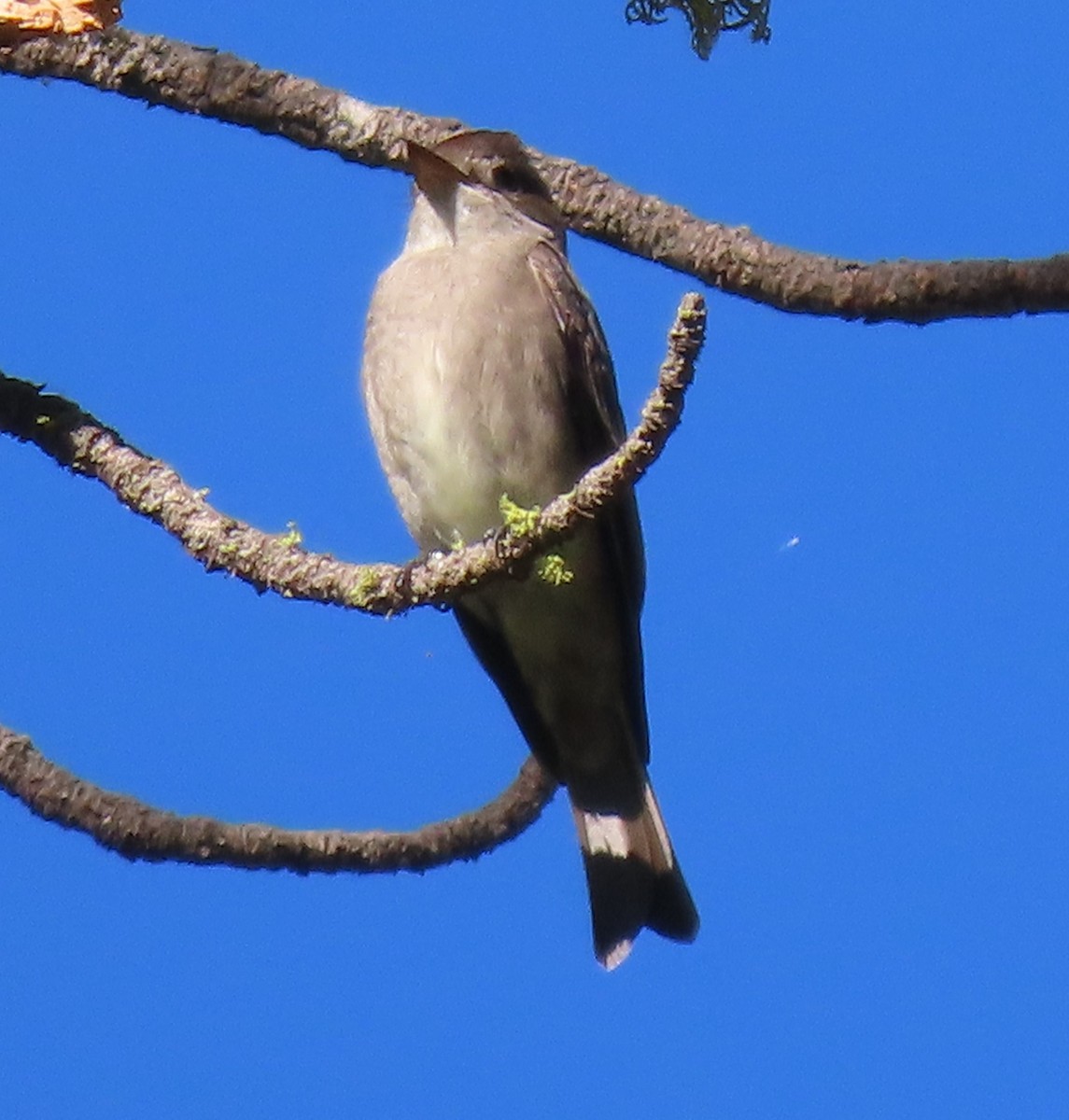 Western Wood-Pewee - ML620263491