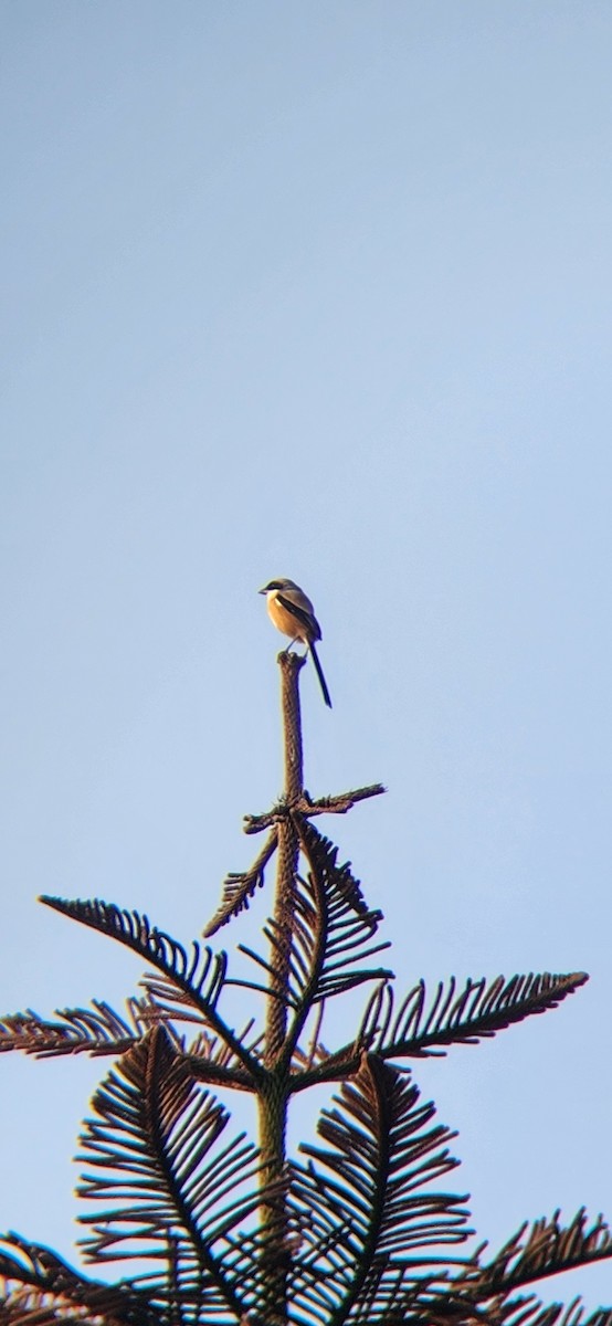 Long-tailed Shrike - ML620263492