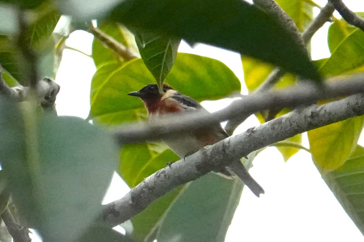 Bay-breasted Warbler - ML620263497