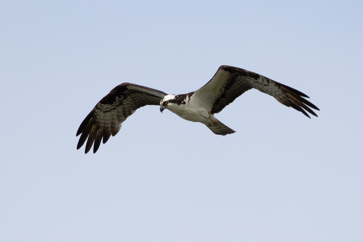 Balbuzard pêcheur - ML620263520