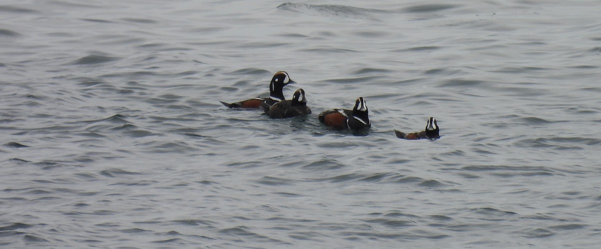 Harlequin Duck - ML620263523