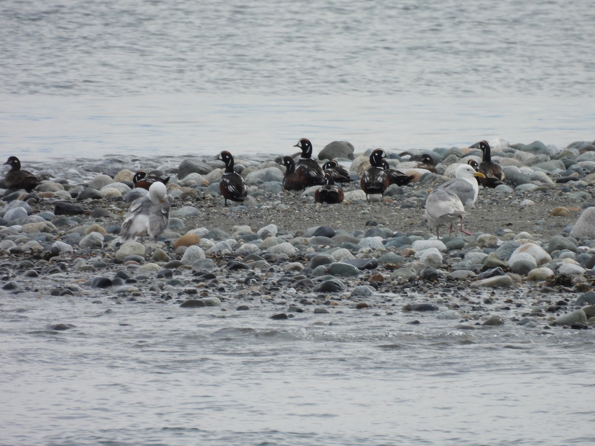 Harlequin Duck - ML620263525