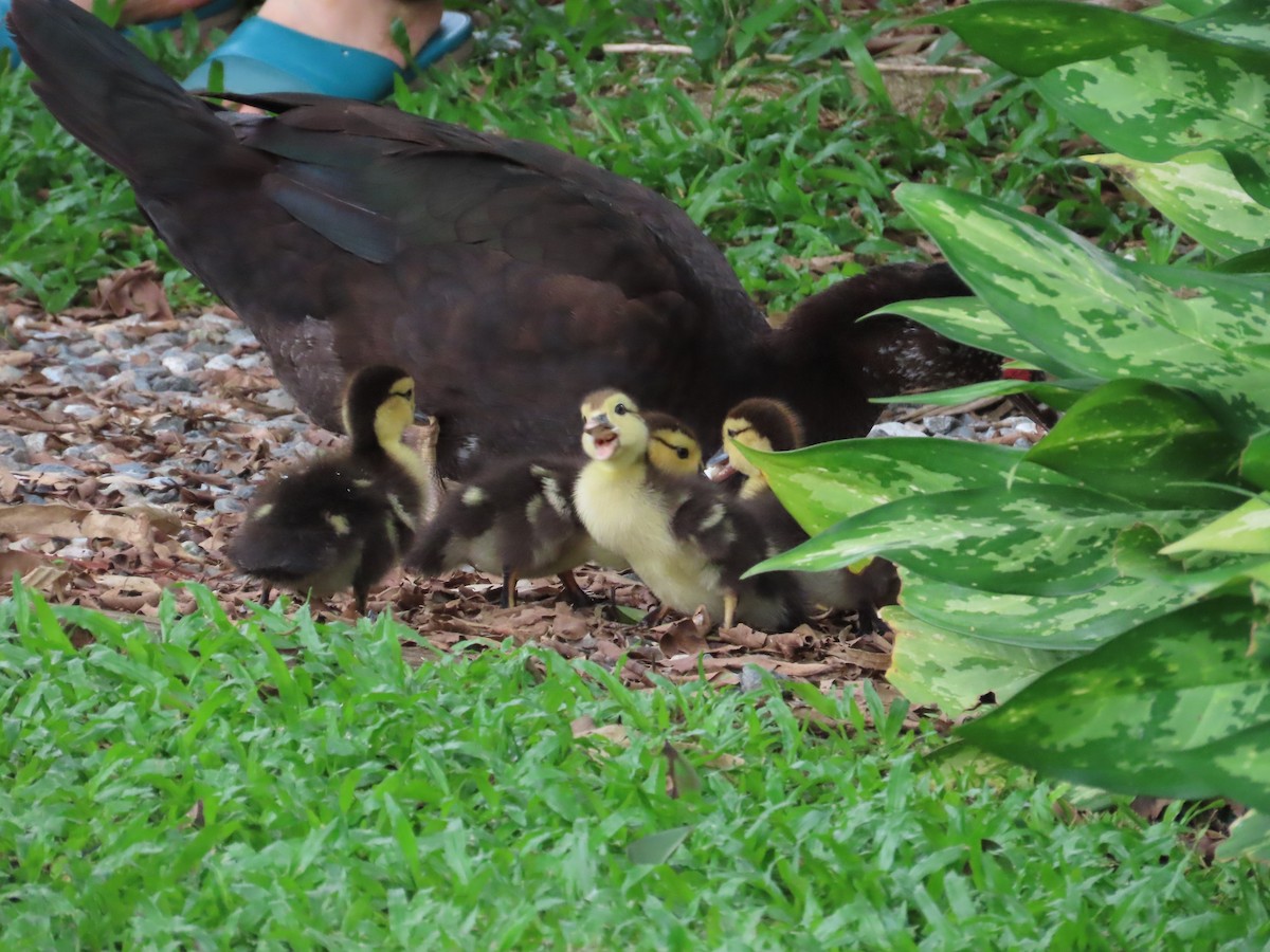 Muscovy Duck (Domestic type) - ML620263528