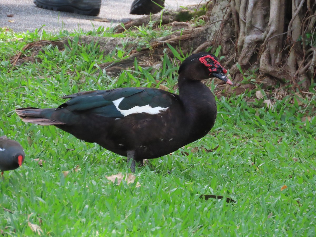 Muscovy Duck (Domestic type) - ML620263530