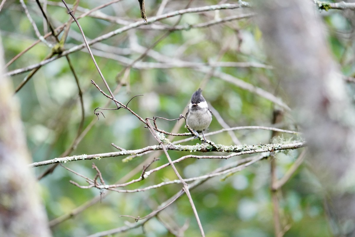 Coal Tit - ML620263532