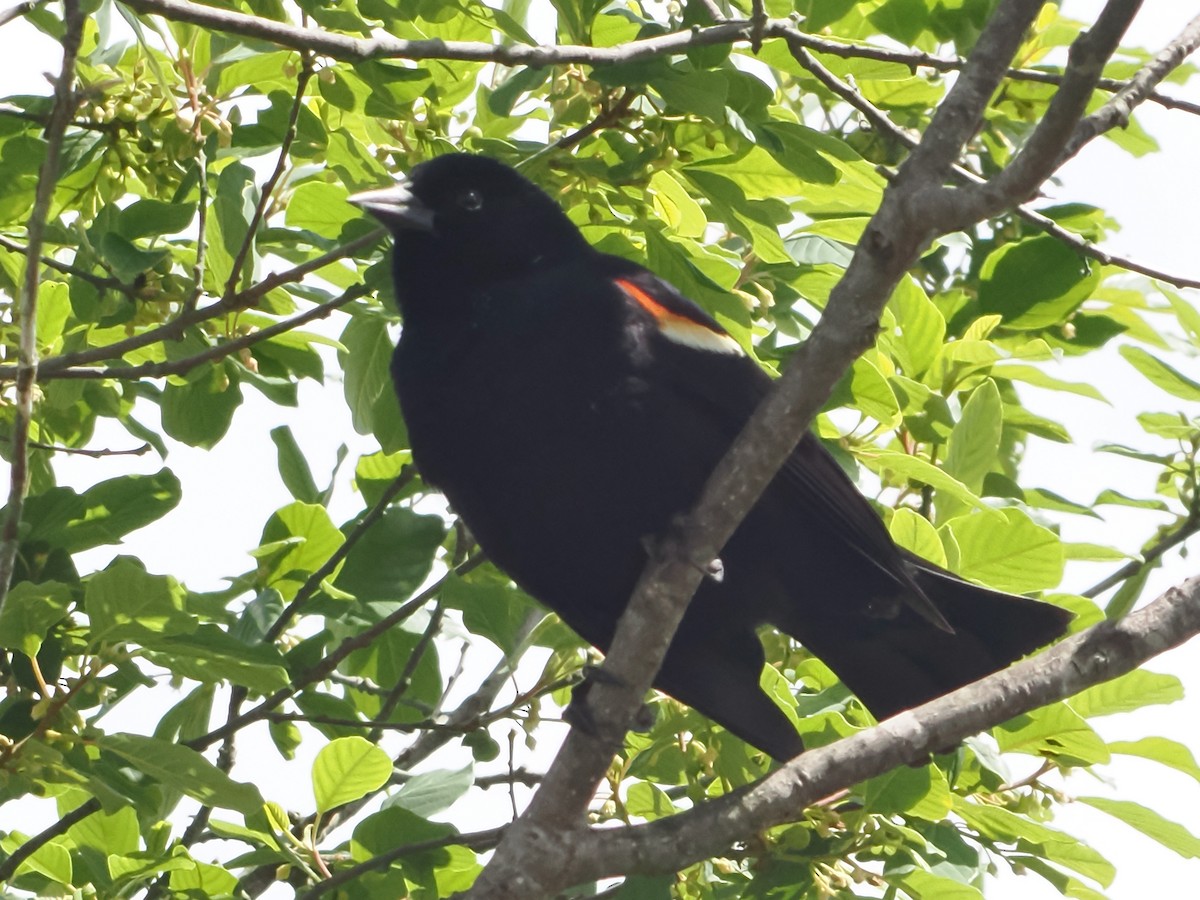 Red-winged Blackbird - ML620263536