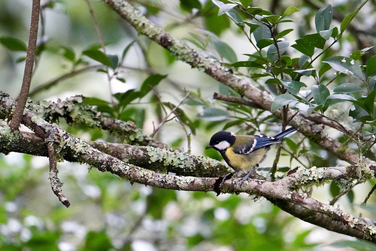 Green-backed Tit - ML620263540
