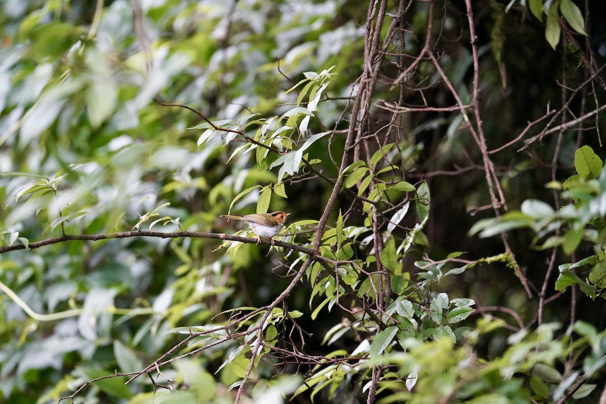 Mosquitero Carirrufo - ML620263542